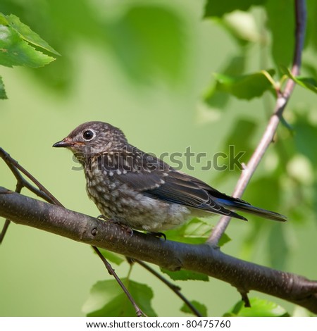 Eastern Bluebird Juvenile