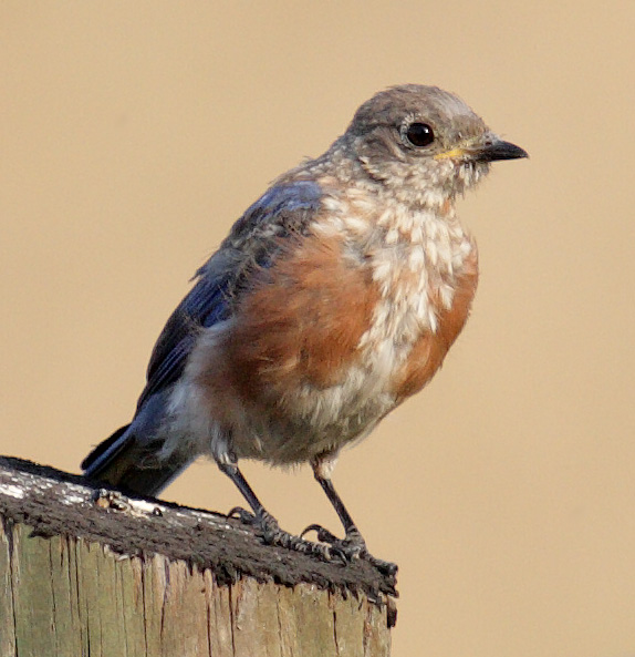 Eastern Bluebird Juvenile