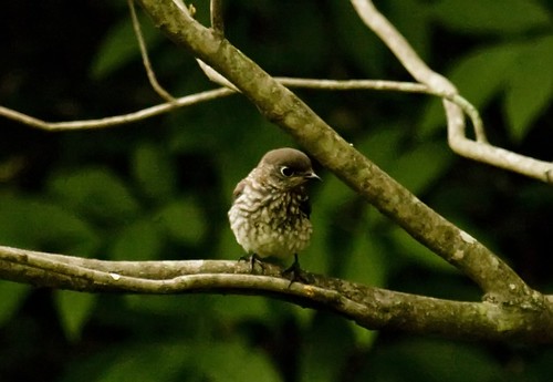 Eastern Bluebird Juvenile