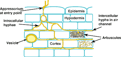Ectomycorrhizal And Arbuscular Mycorrhizal Fungi