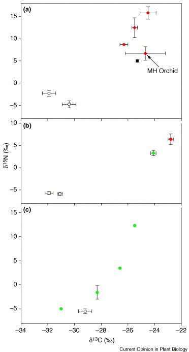 Ectomycorrhizal And Arbuscular Mycorrhizal Fungi