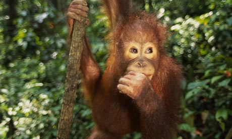 Endangered Animals In The Rainforest List