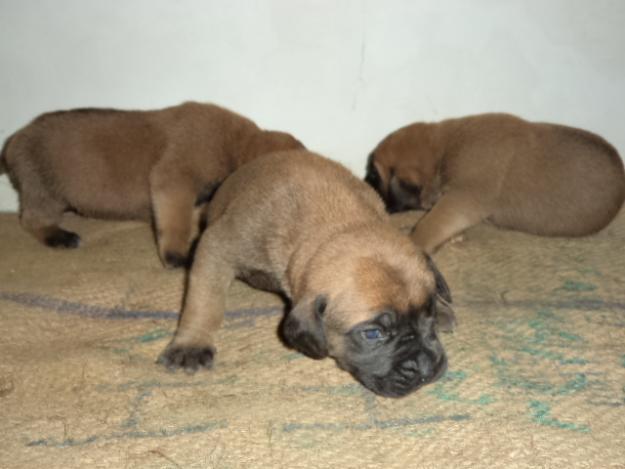 English Mastiff Puppies For Sale In India
