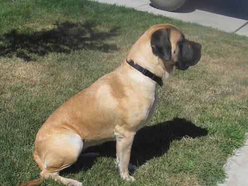 English Mastiff Puppies For Sale In Indiana