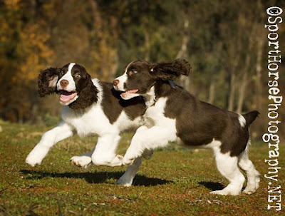 English Springer Spaniel Cross Poodle