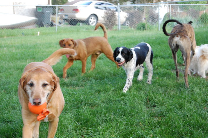 English Springer Spaniel Lab Mix