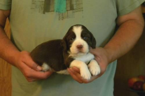 English Springer Spaniel Puppies For Sale In Md