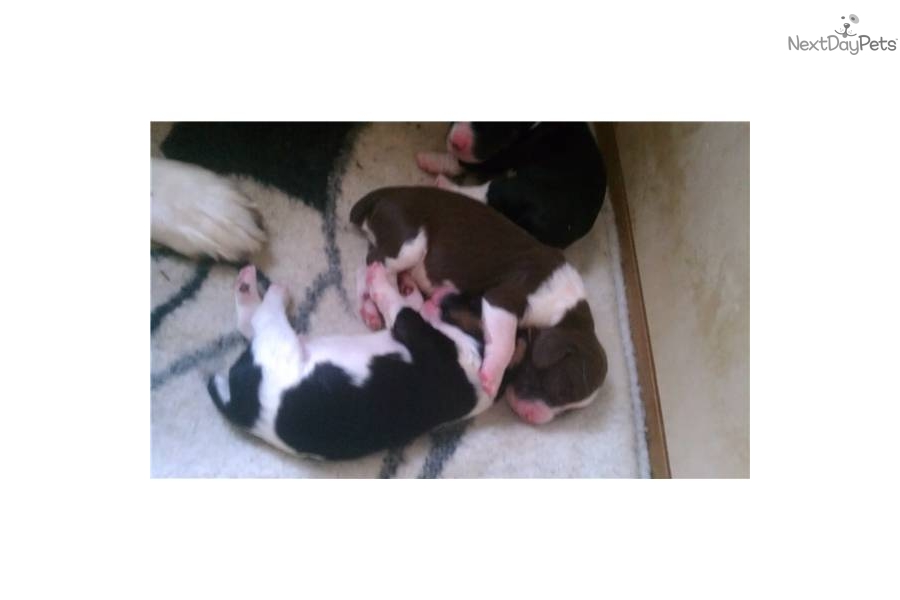 English Springer Spaniel Puppies For Sale In Michigan