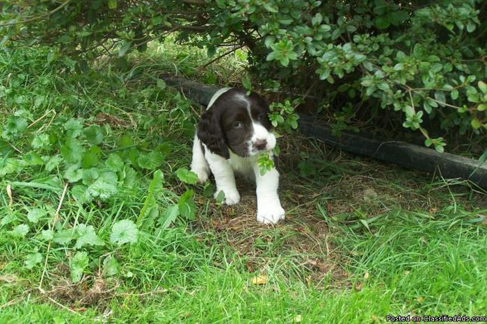 English Springer Spaniel Puppies For Sale In Pa