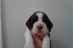 English Springer Spaniel Puppies For Sale In Vermont