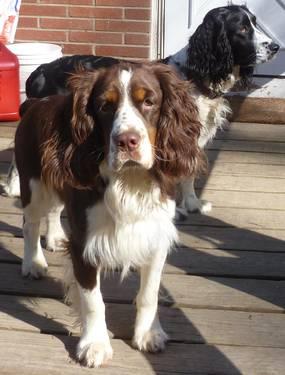 English Springer Spaniel Puppies For Sale In Washington State