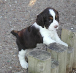 English Springer Spaniel Pups