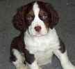 English Springer Spaniel Pups For Sale