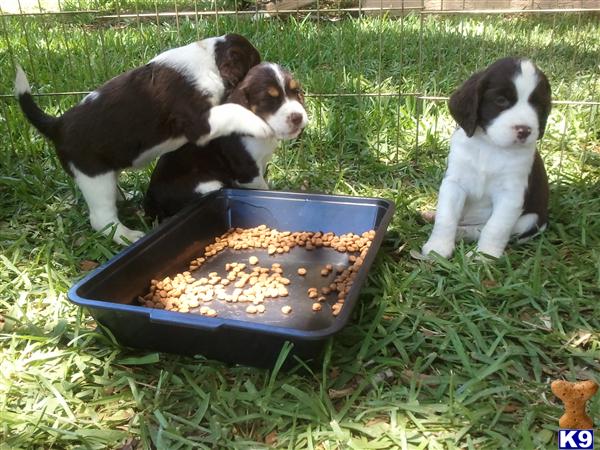 English Springer Spaniel Pups For Sale Uk