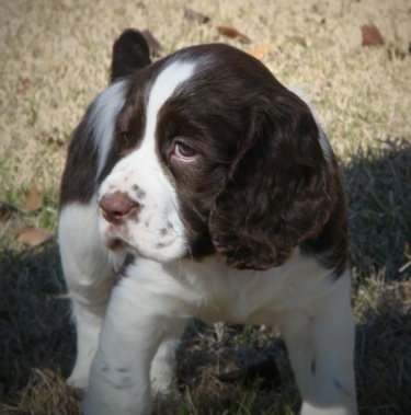 English Springer Spaniel Pups For Sale Uk