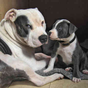English Staffordshire Bull Terrier Puppies For Sale In Florida