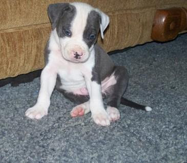 English Staffordshire Terrier Puppies