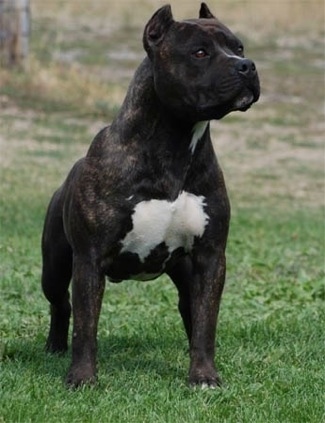 English Staffordshire Terrier Puppies For Sale