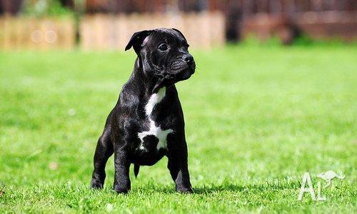 English Staffordshire Terrier Puppies For Sale Perth