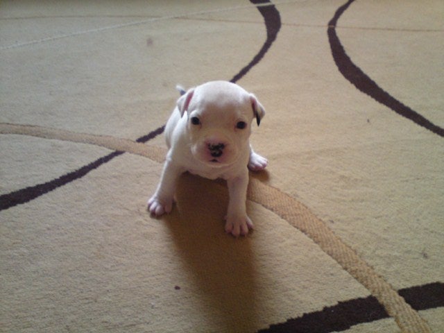 English Staffy Puppies For Sale