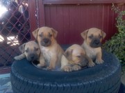 English Staffy Puppies For Sale