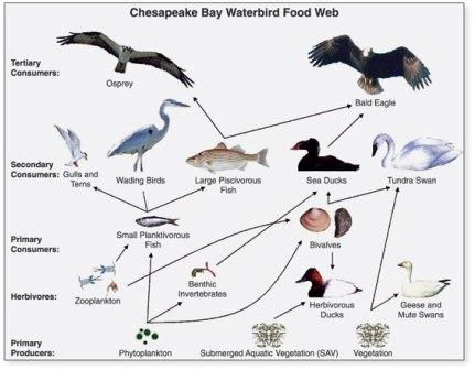 Example Of Food Web And Food Chain