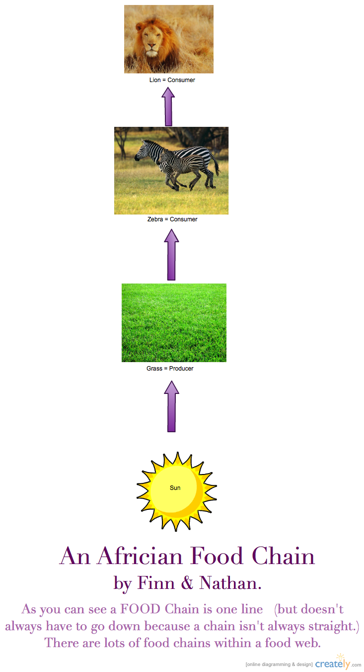 Example Of Food Web And Food Chain