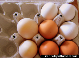 Expired Eggs Float Test