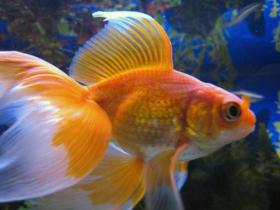 Feeder Goldfish For Sale