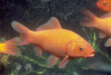 Feeder Goldfish In Pond