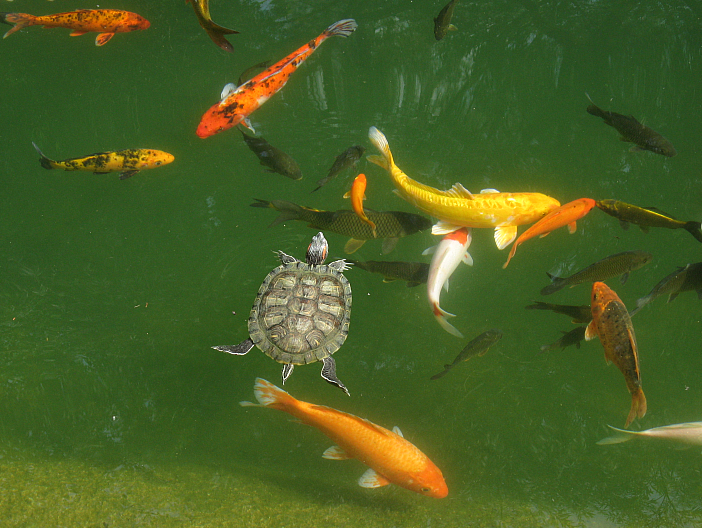 Feeder Goldfish In Pond