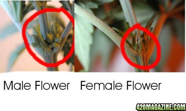 Female Or Male Cannabis Seeds