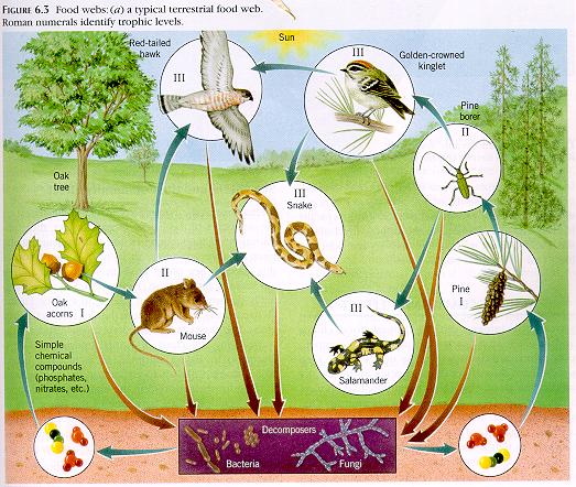 Food Chains And Food Webs