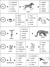 Food Chains And Food Webs Worksheets High School