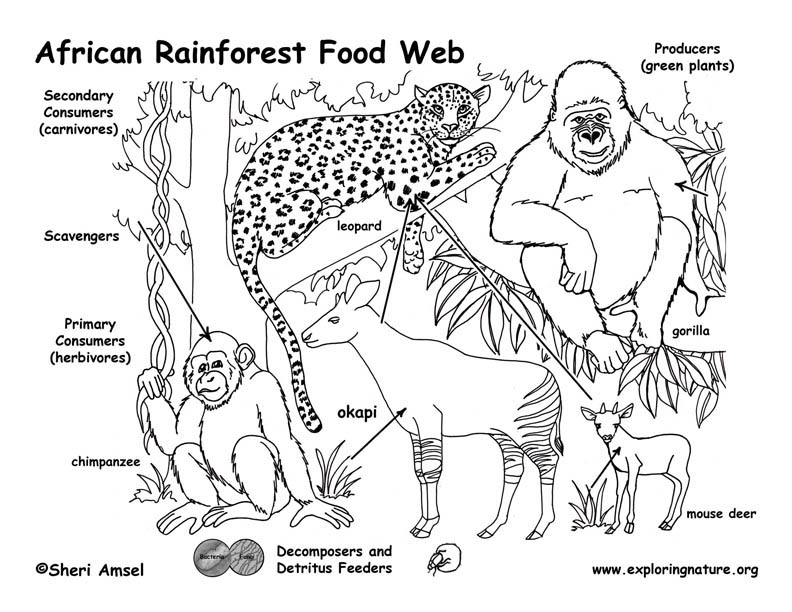 Food Chains In The Rainforest For Kids