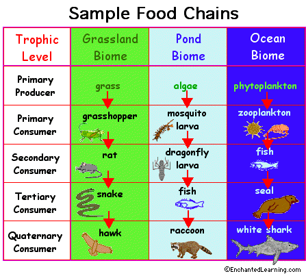 Food Chains In The Rainforest For Kids