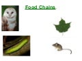 Food Chains Ks2