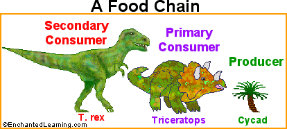 Food Chains Ks2 Games