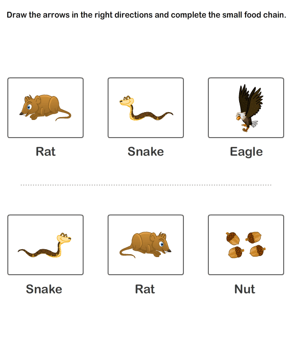 Food Chains Worksheet