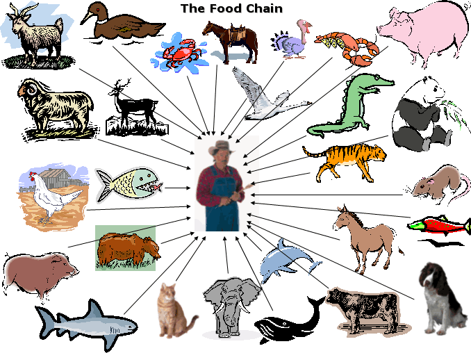 Food Web And Food Chain