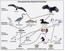 Food Web And Food Chain Definitions