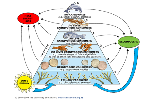 Food Web And Food Chain Quiz