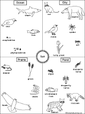 Food Web And Food Chain Quiz