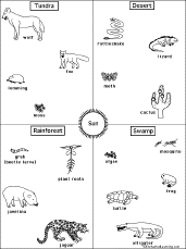 Food Web And Food Chain Quiz