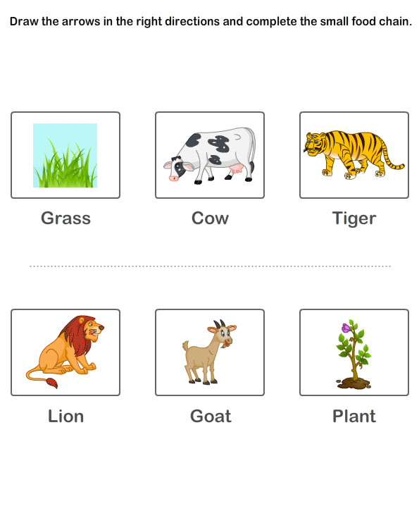 Food Web And Food Chain Worksheets