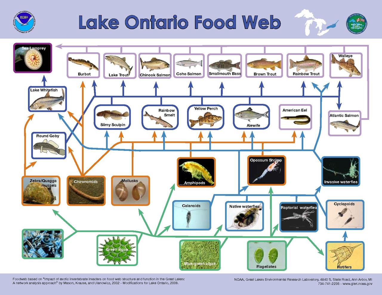 Food Web Diagram