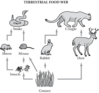 Food Web Examples