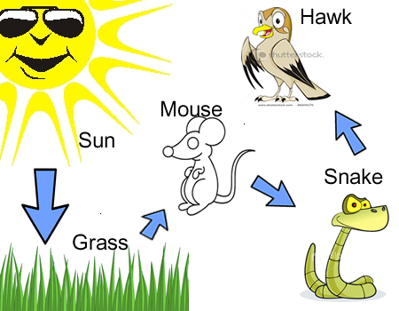 Food Web Examples For Kids