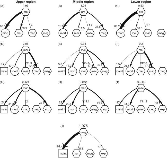 Food Web Examples Simple