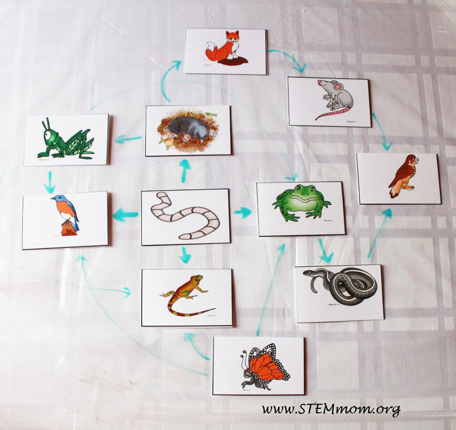 Food Web Examples Simple